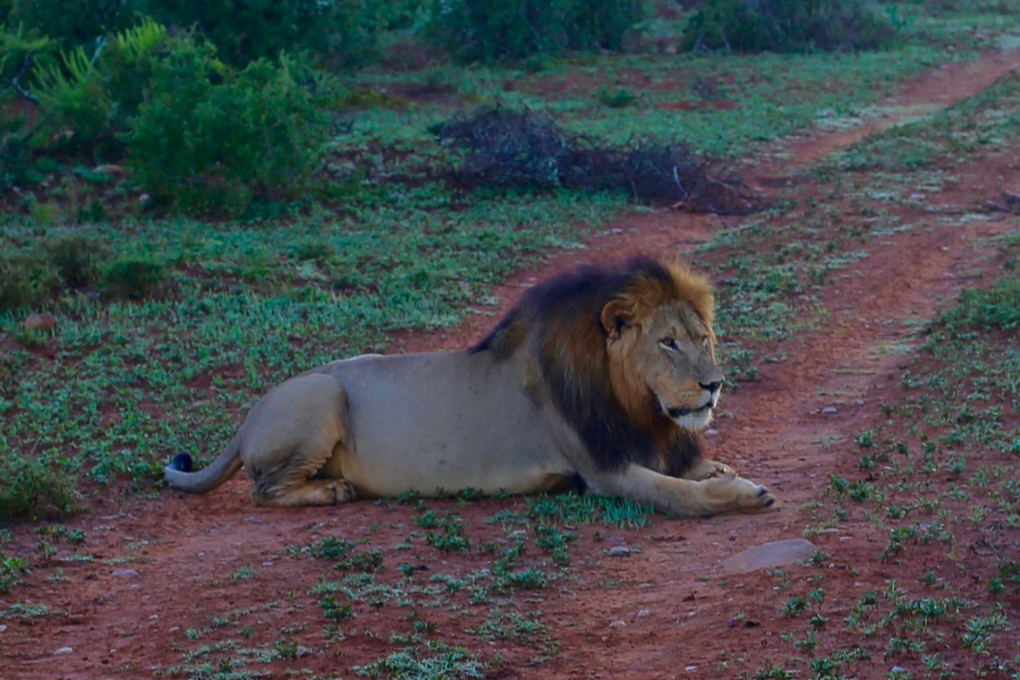 South Africa: 7 tips for an incredible family African safari holiday