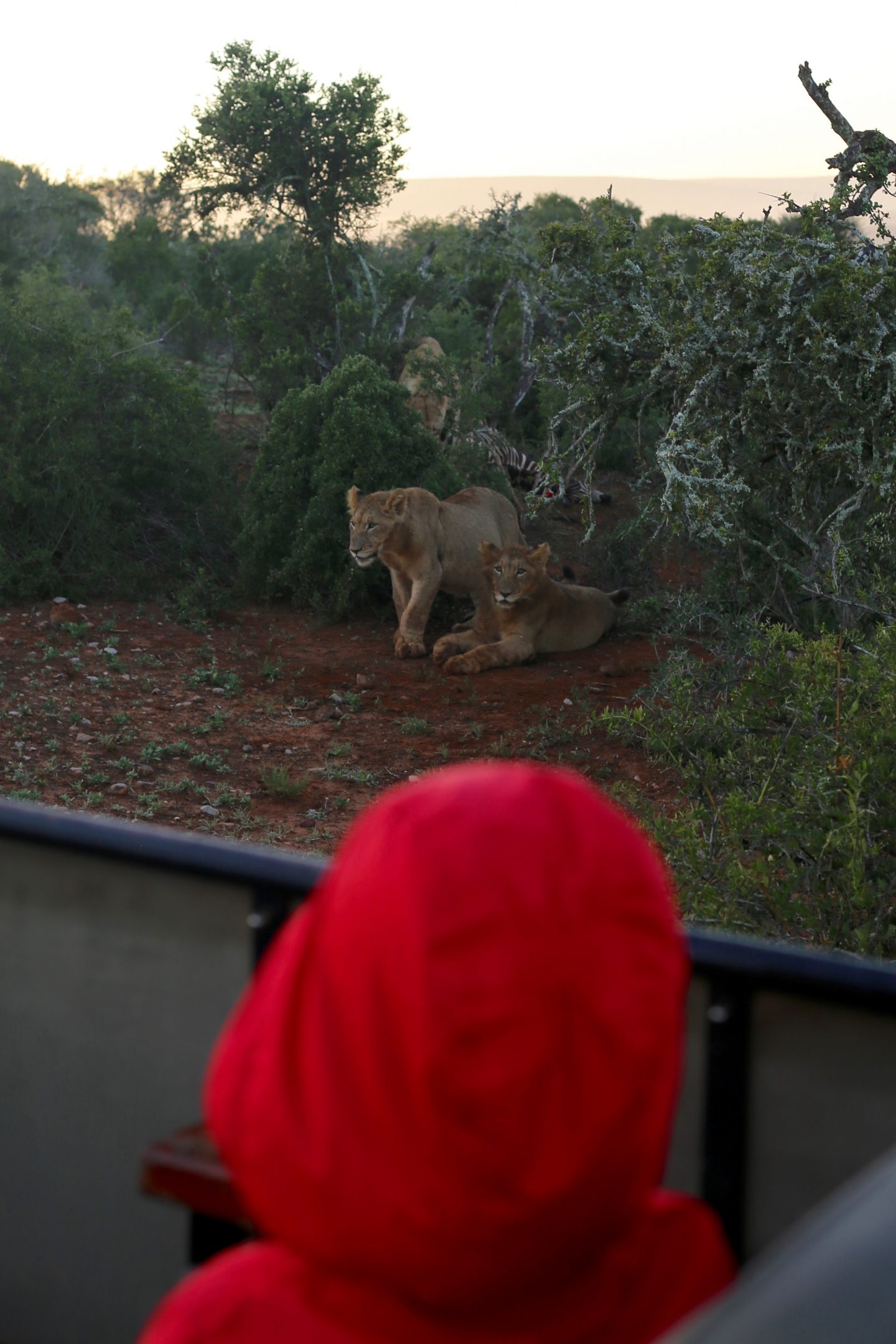 South Africa: 7 tips for an incredible family African safari holiday