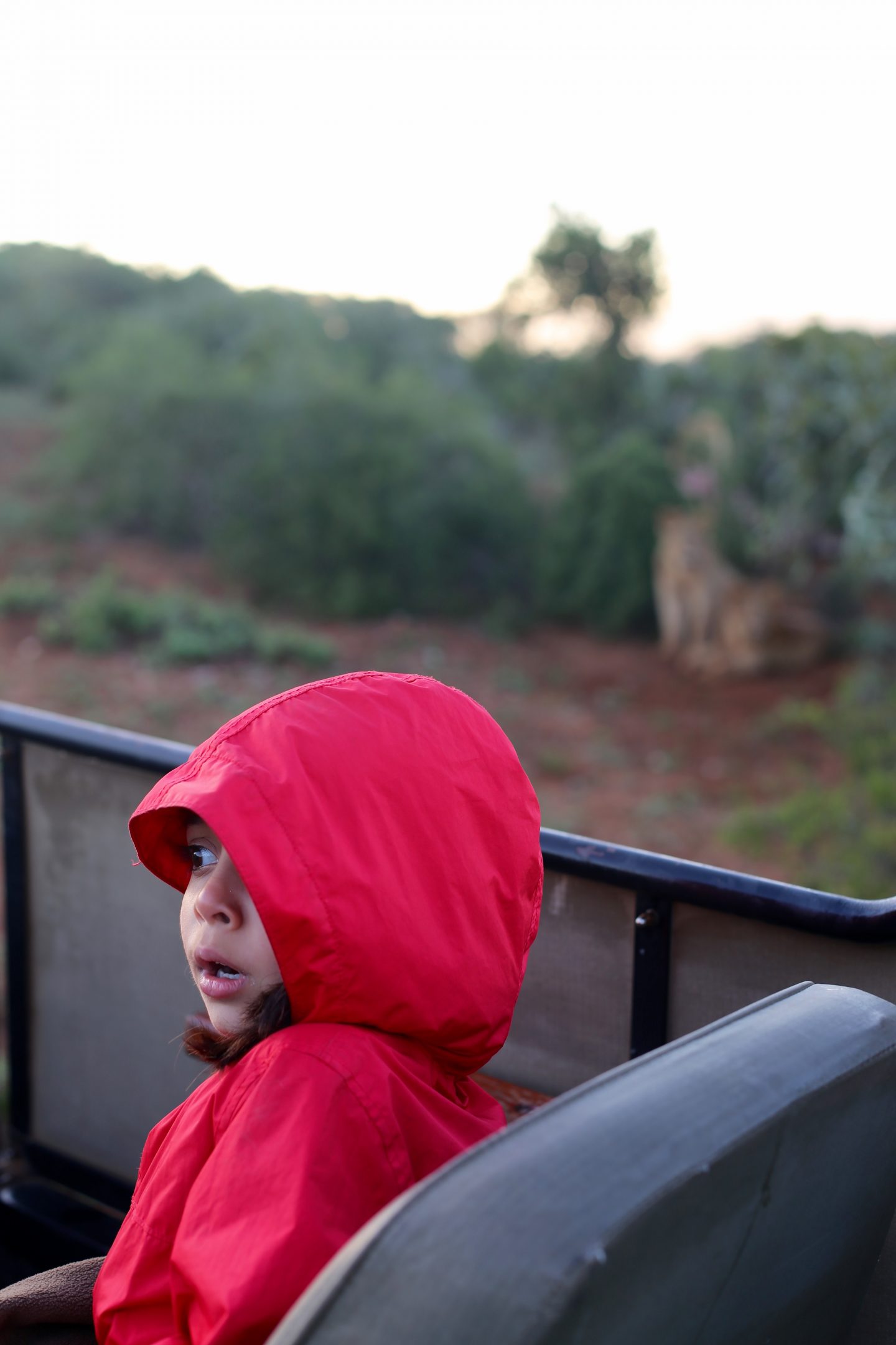 South Africa: 7 tips for an incredible family African safari holiday