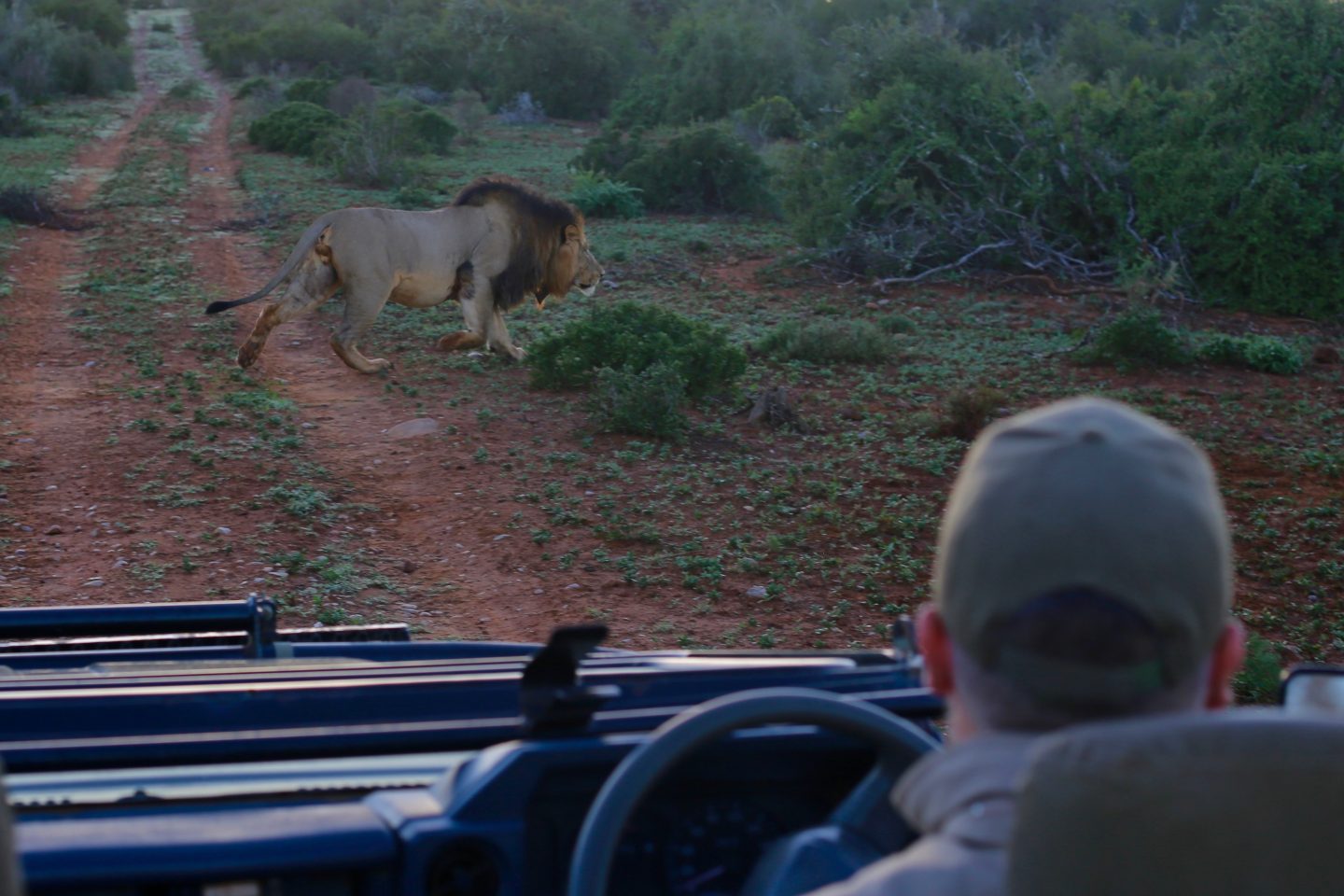South Africa: 7 tips for an incredible family African safari holiday