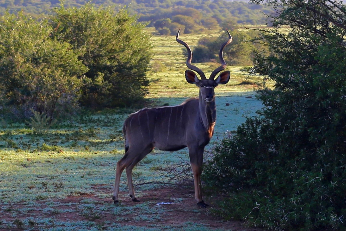 South Africa: 7 tips for an incredible family African safari holiday