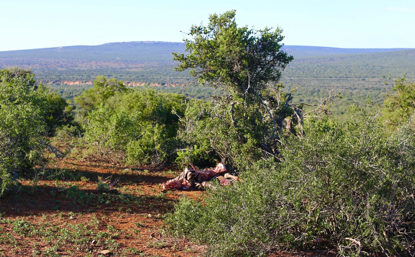 South Africa: 7 tips for an incredible family African safari holiday