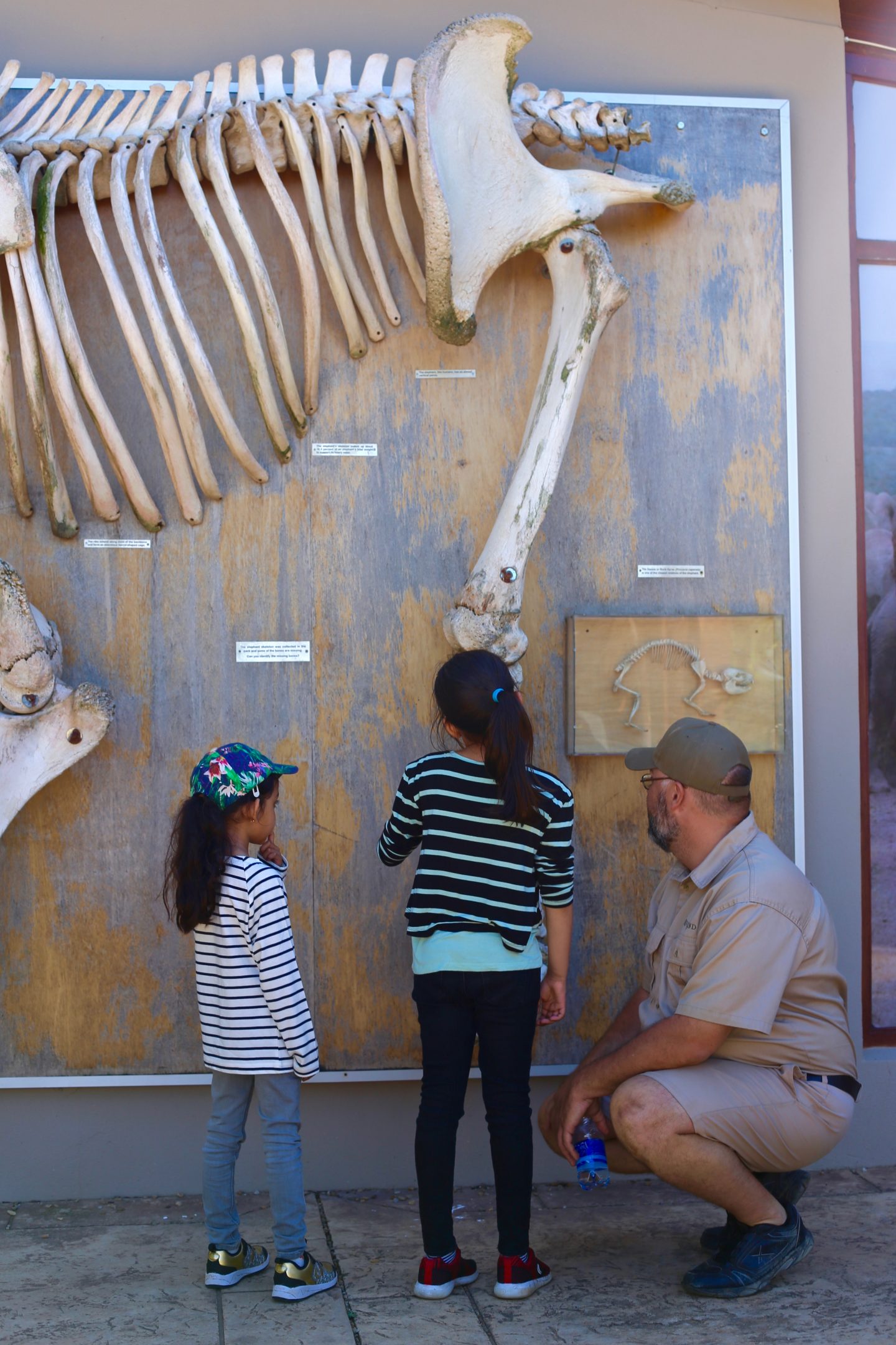 South Africa: 7 tips for an incredible family African safari holiday