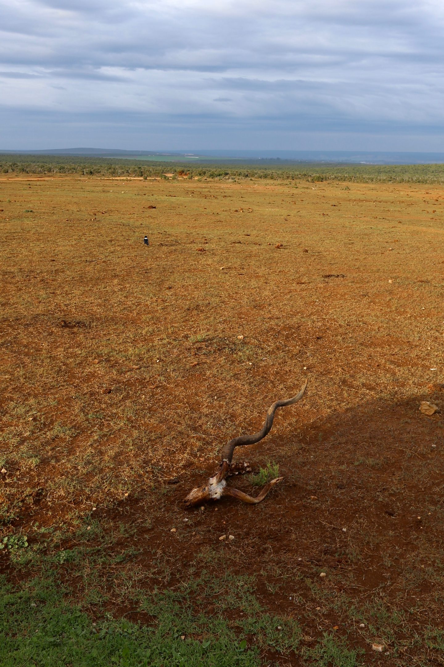 South Africa: 7 tips for an incredible family African safari holiday