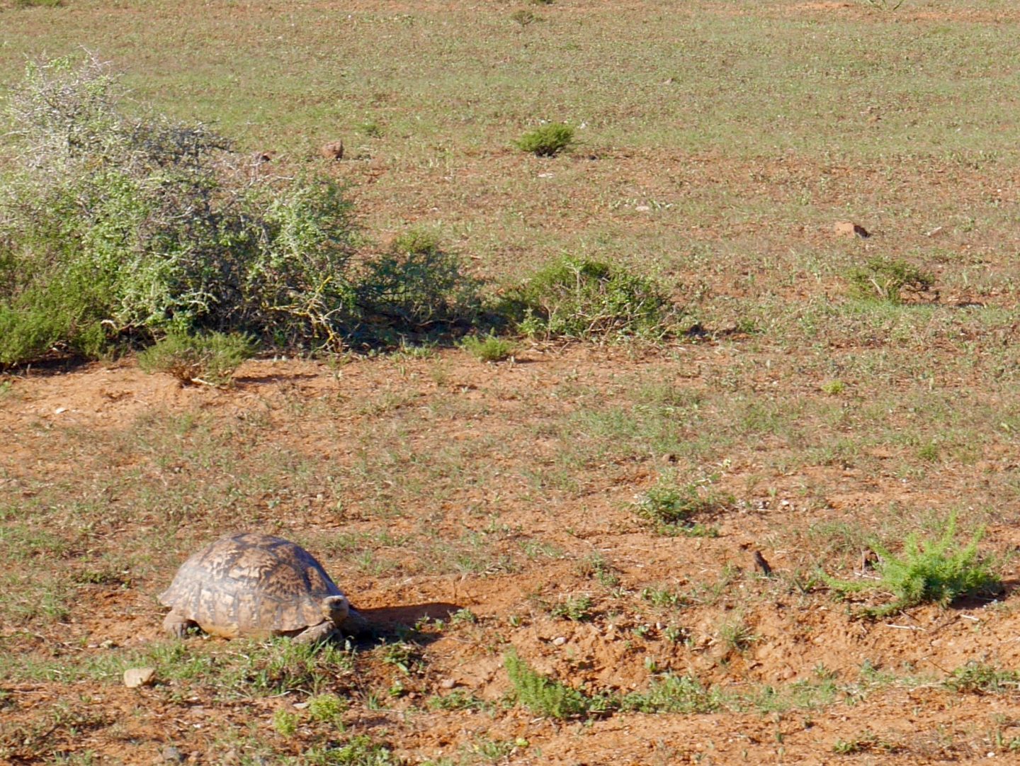 South Africa: 7 tips for an incredible family African safari holiday