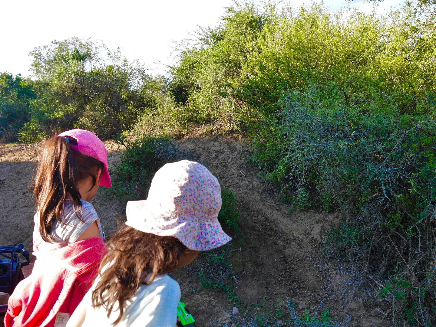 South Africa: 7 tips for an incredible family African safari holiday