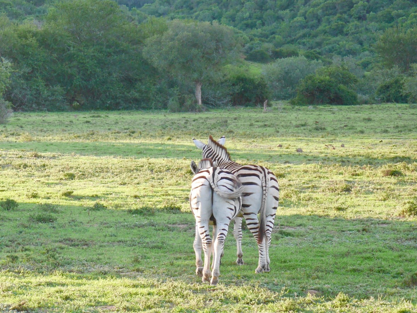South Africa: 7 tips for an incredible family African safari holiday