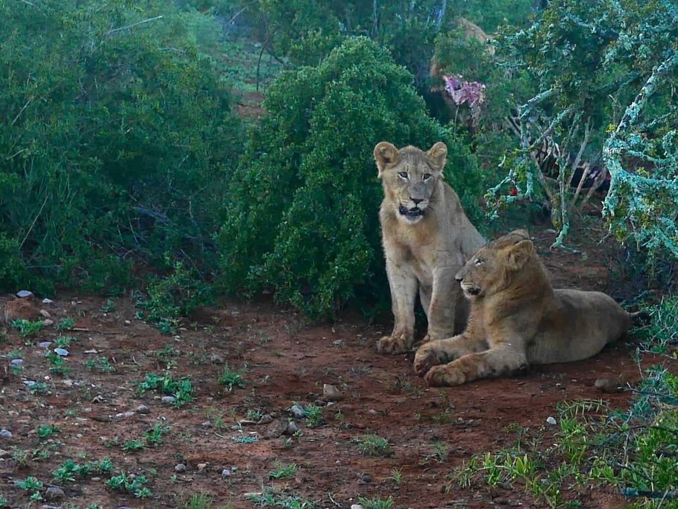 South Africa: 7 tips for an incredible family African safari holiday