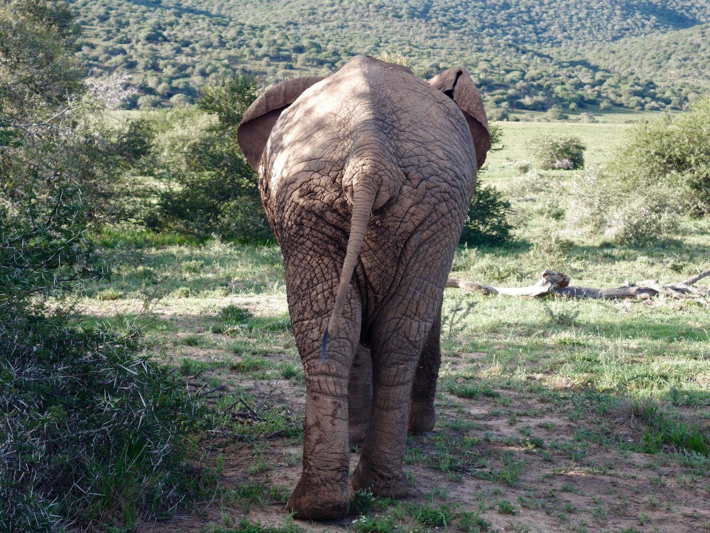 South Africa: 7 tips for an incredible family African safari holiday