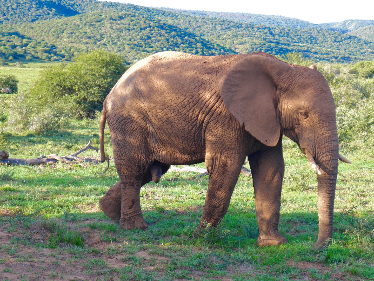 South Africa: 7 tips for an incredible family African safari holiday