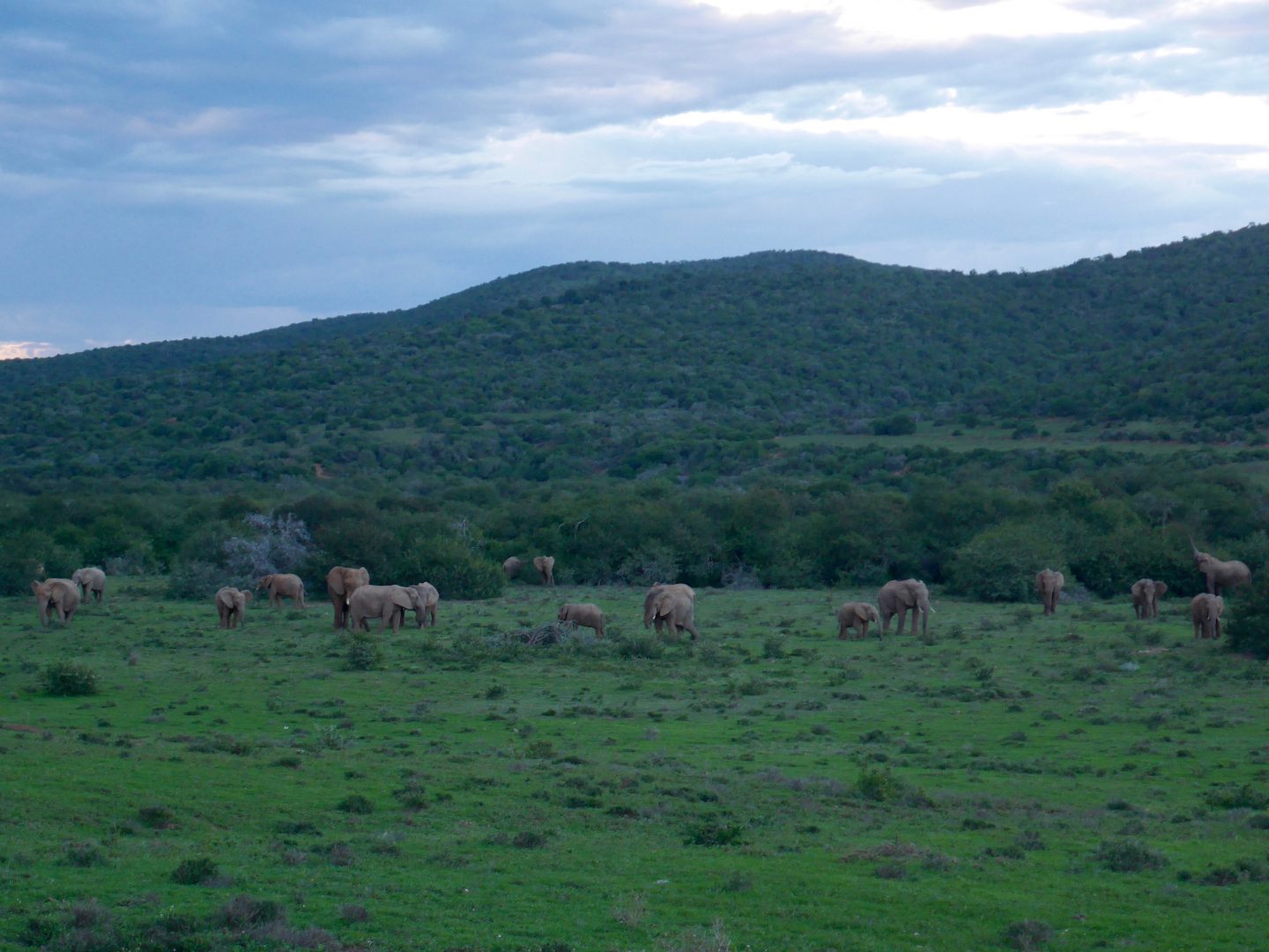 South Africa: 7 tips for an incredible family African safari holiday