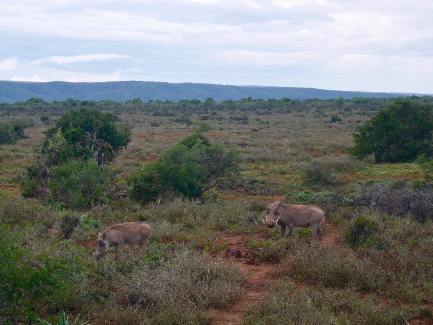 South Africa: 7 tips for an incredible family African safari holiday