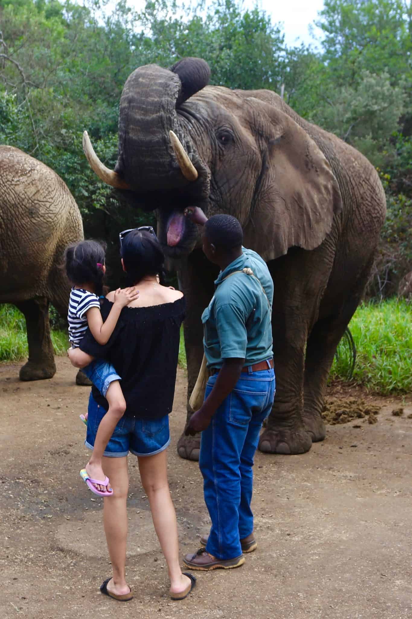 South Africa: The Elephant Sanctuary, Plettenberg Bay