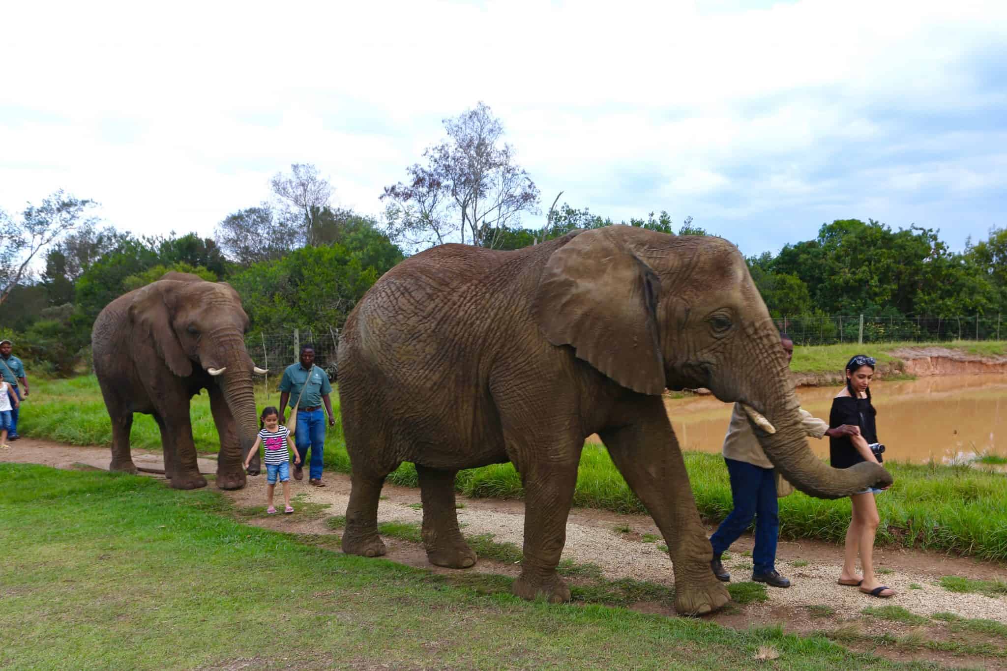 South Africa: The Elephant Sanctuary, Plettenberg Bay