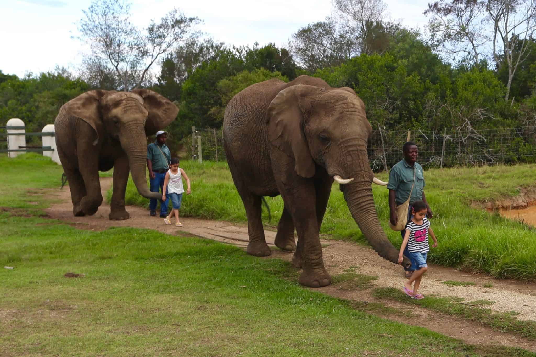 South Africa: The Elephant Sanctuary, Plettenberg Bay