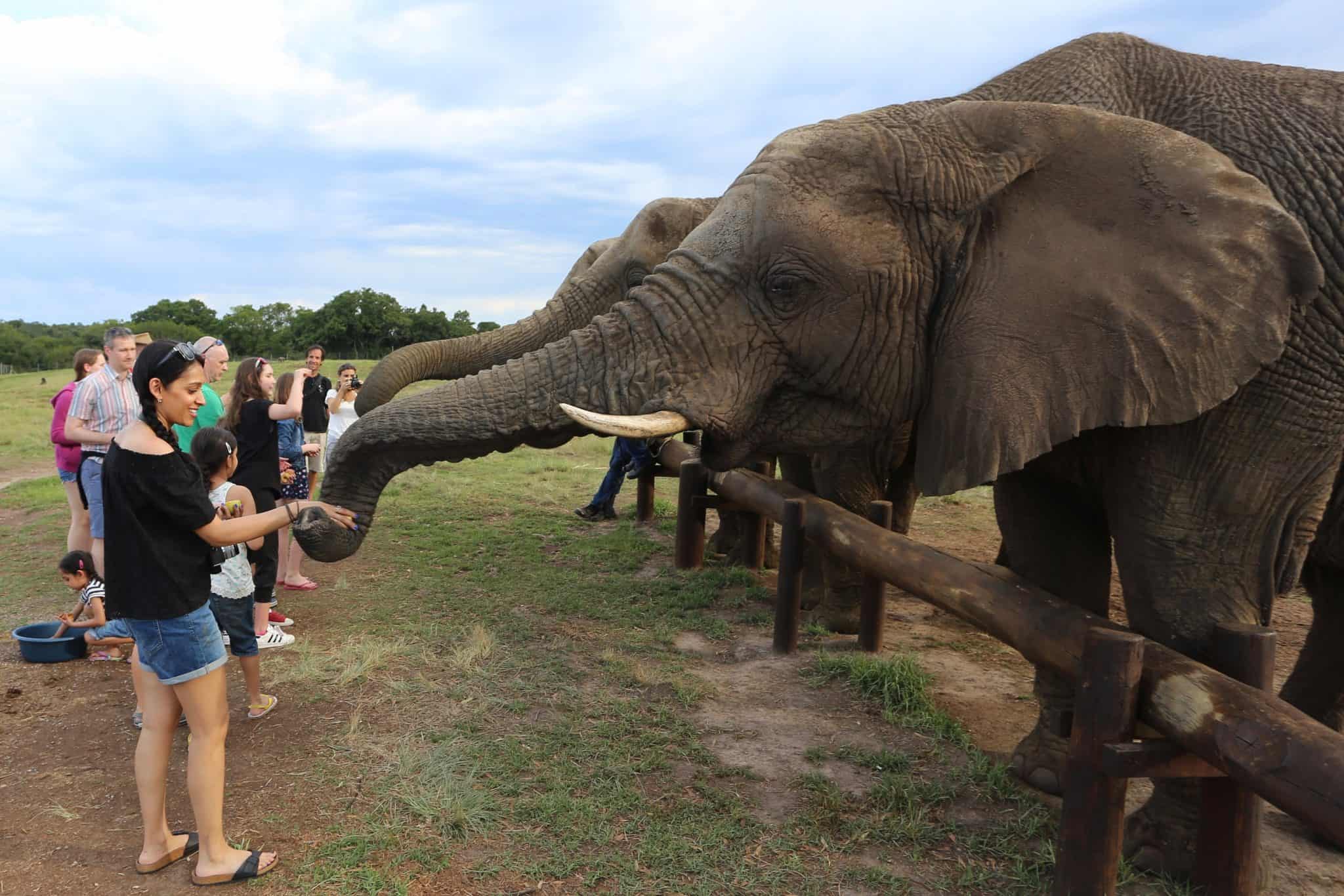 South Africa: The Elephant Sanctuary, Plettenberg Bay