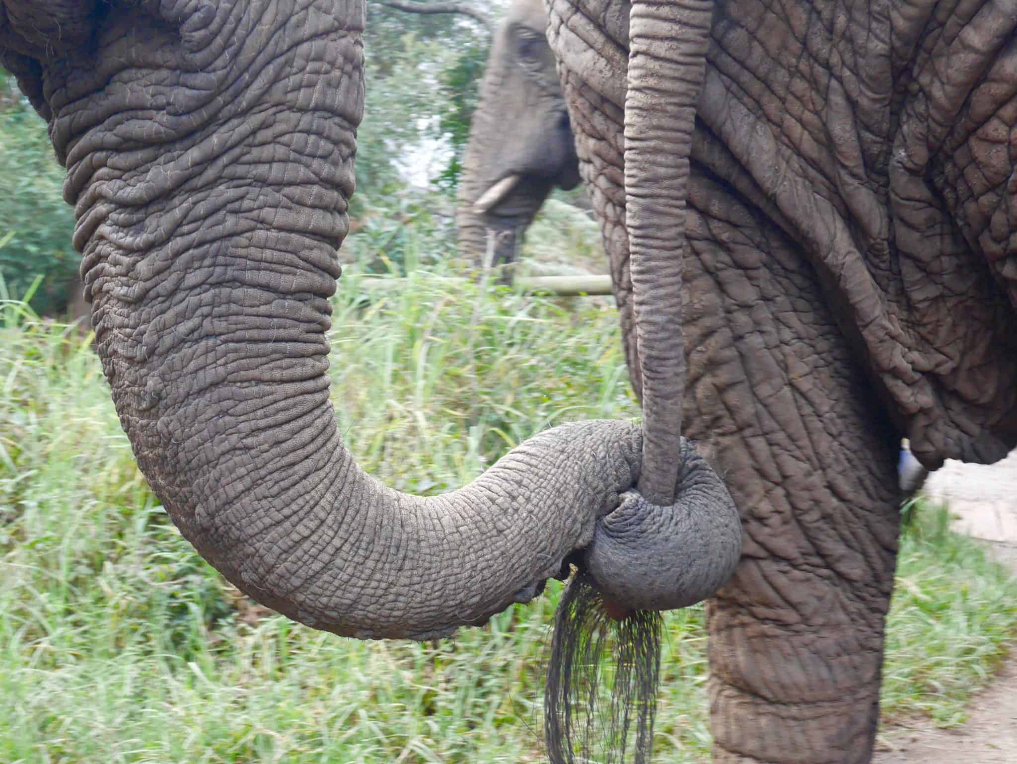 South Africa: The Elephant Sanctuary, Plettenberg Bay