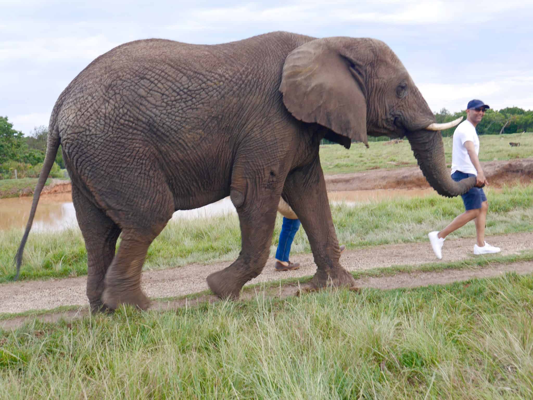 South Africa: The Elephant Sanctuary, Plettenberg Bay