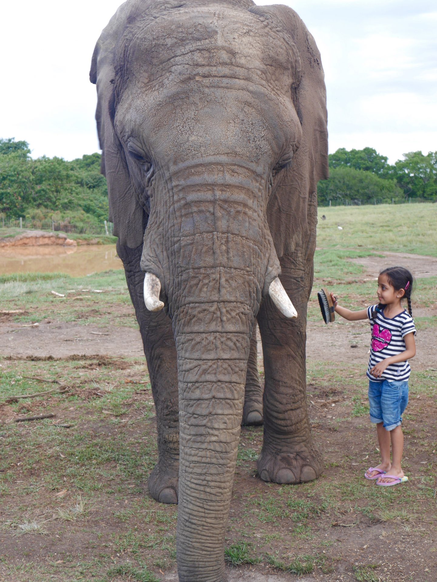 South Africa: The Elephant Sanctuary, Plettenberg Bay