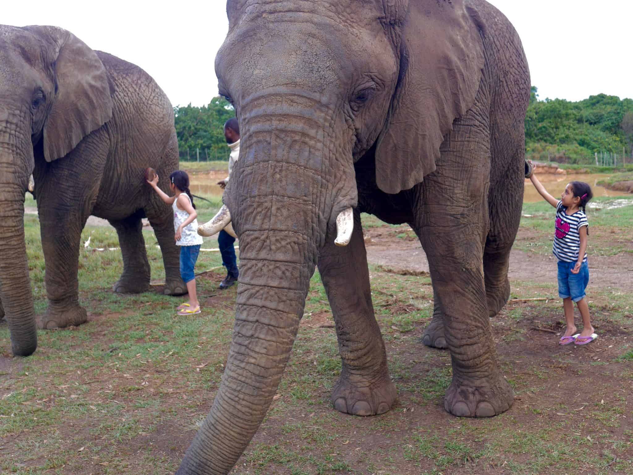 South Africa: The Elephant Sanctuary, Plettenberg Bay