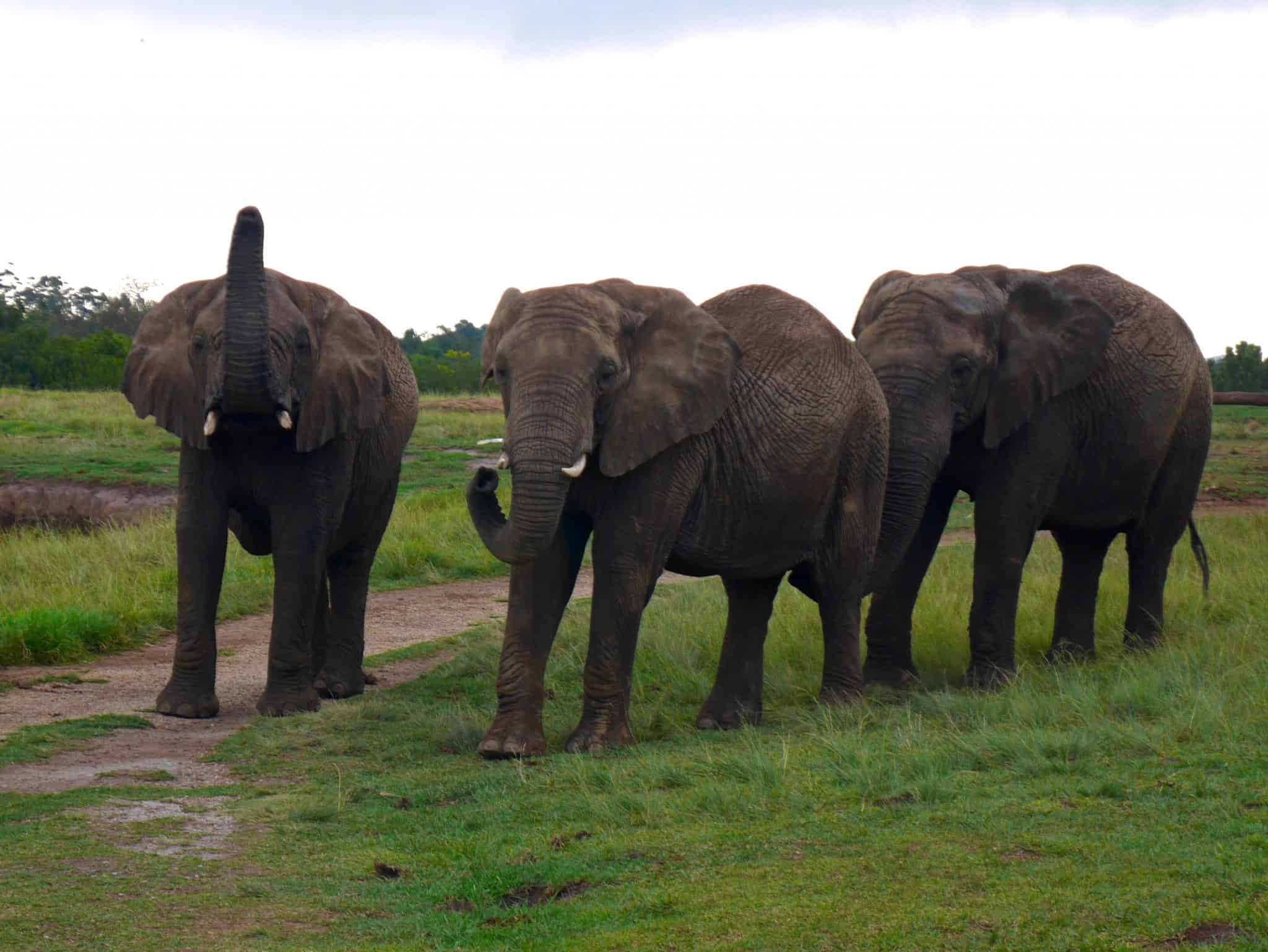 South Africa: The Elephant Sanctuary, Plettenberg Bay