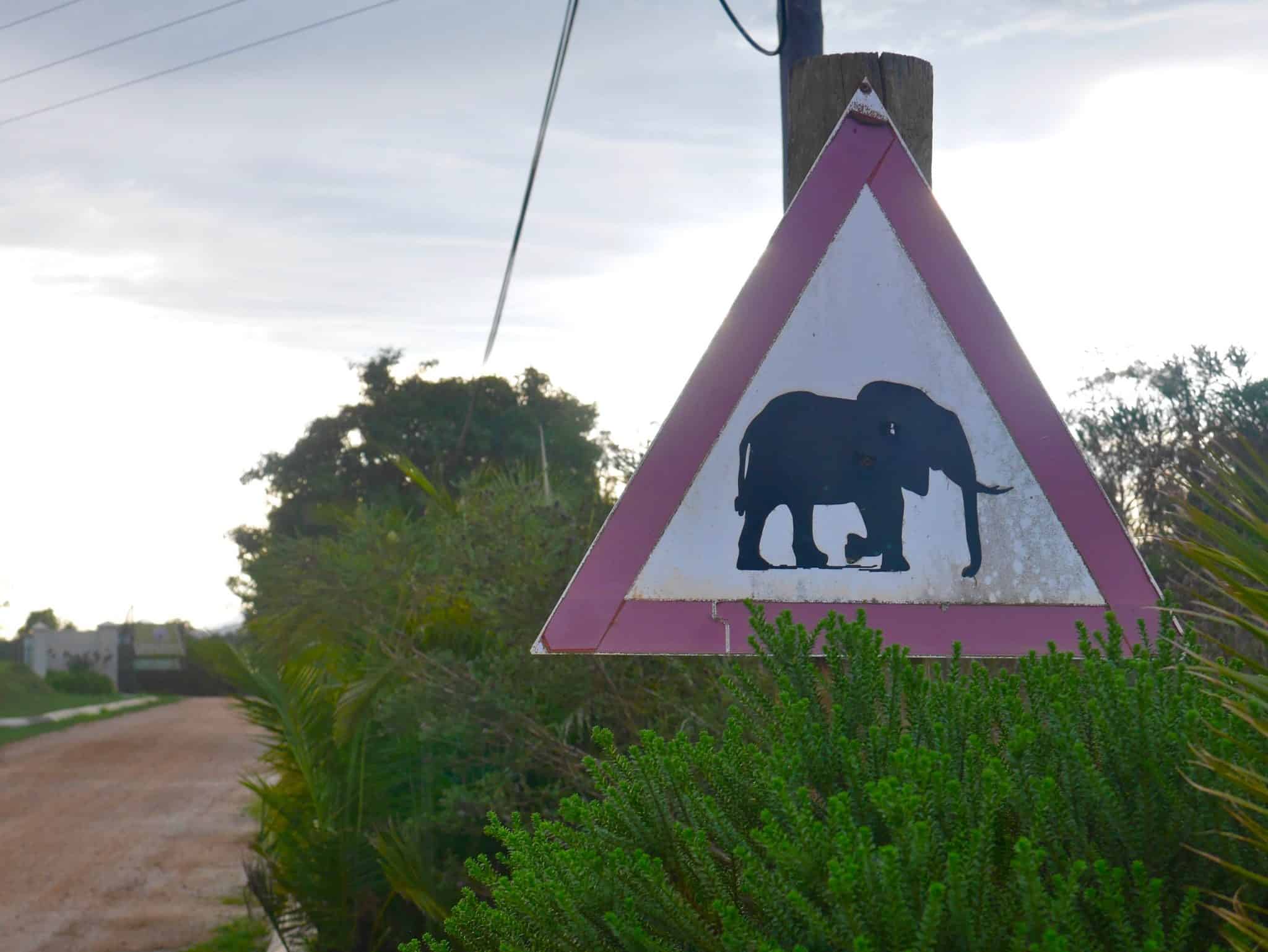 South Africa: The Elephant Sanctuary, Plettenberg Bay