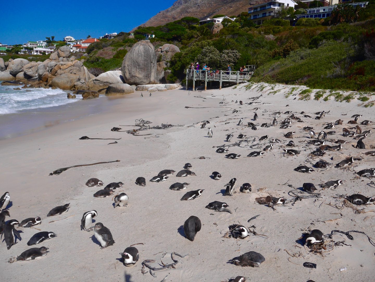 penguins on the beach in Simons Town.