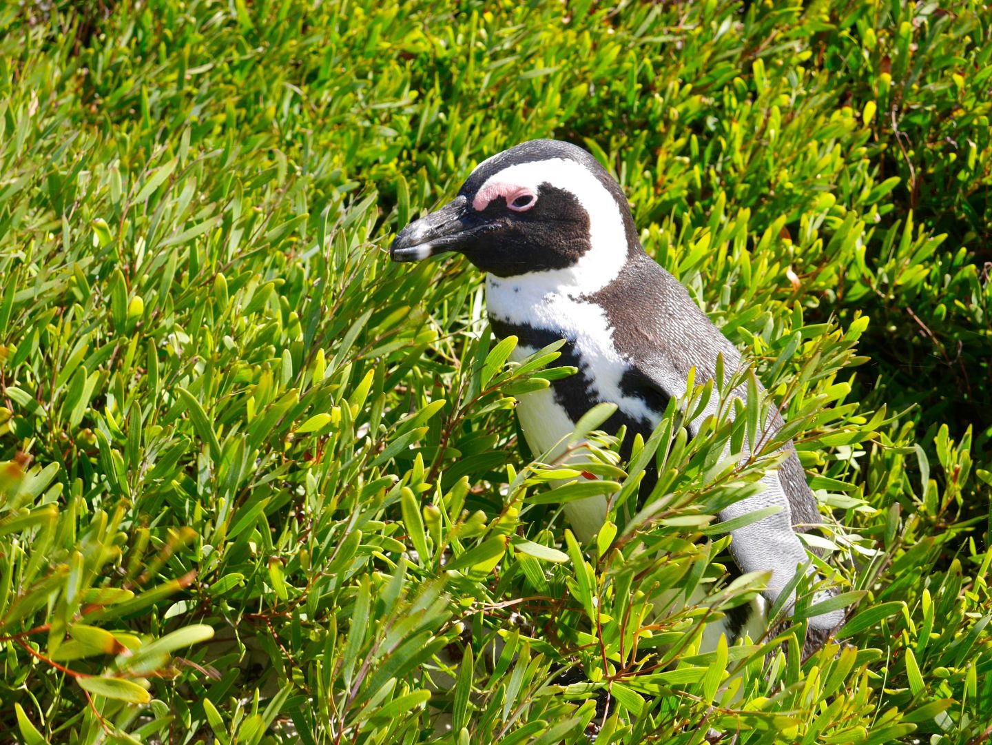 black and white penguin in Cape Town in the grass