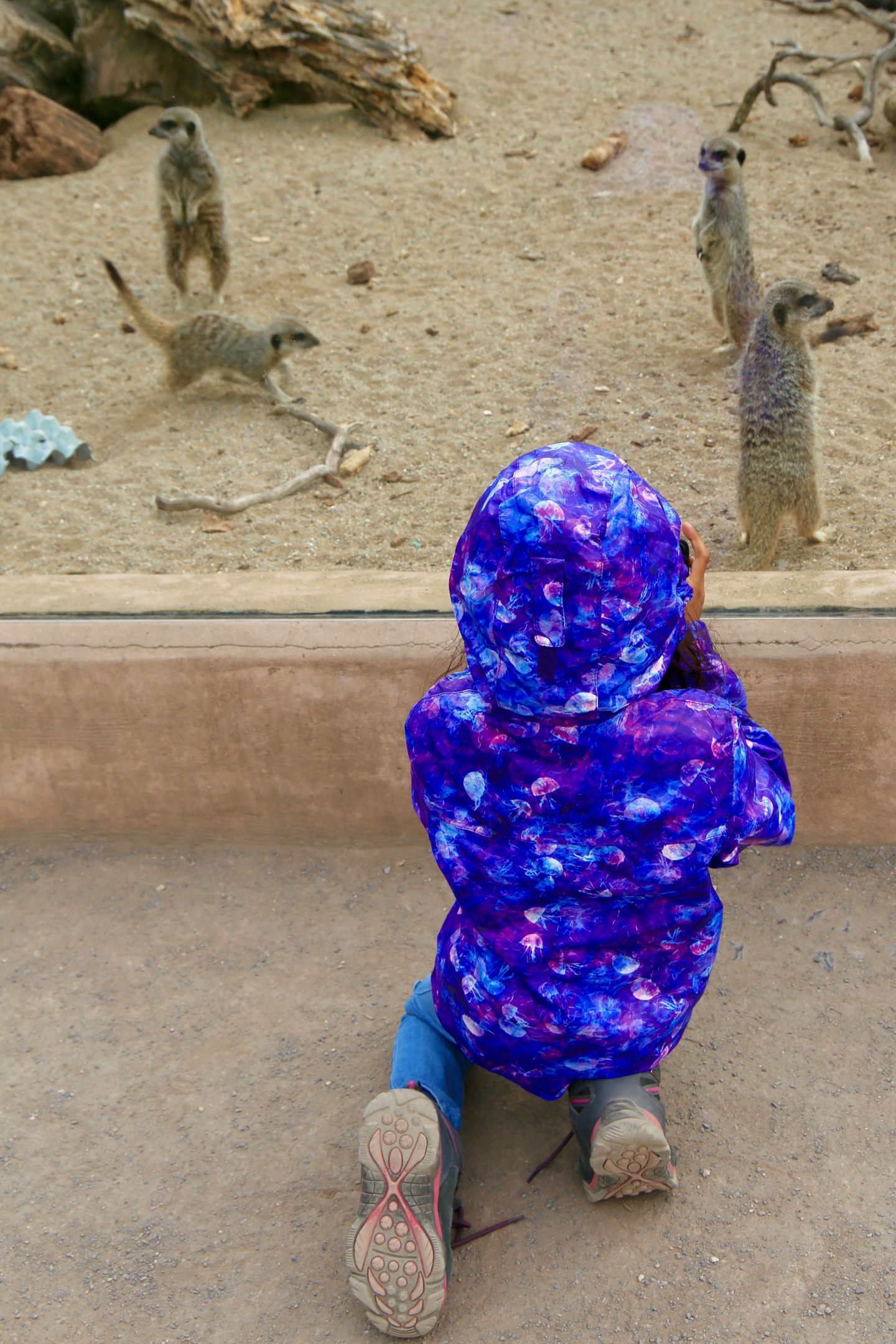 Ultimate Wildlife Adventure at Camp Baboon