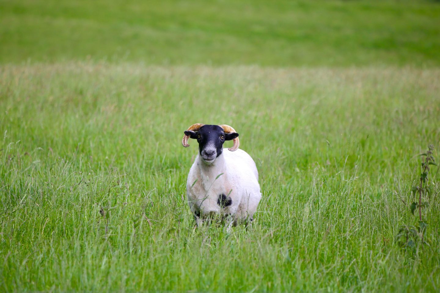 WHY YOU MUST VISIT THE  QUANTOCK HILLS, SOMERSET