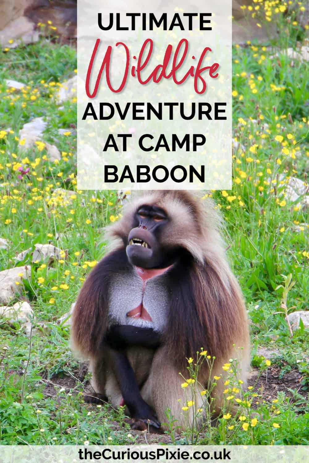 Ultimate Wildlife Adventure at Camp Baboon