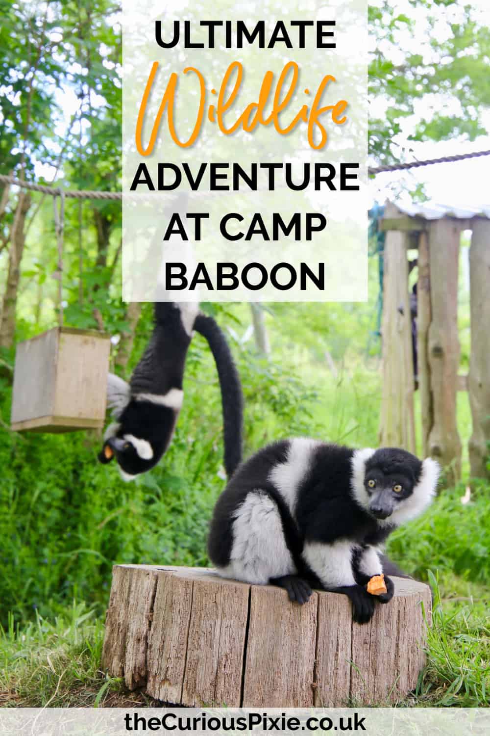 Ultimate Wildlife Adventure at Camp Baboon
