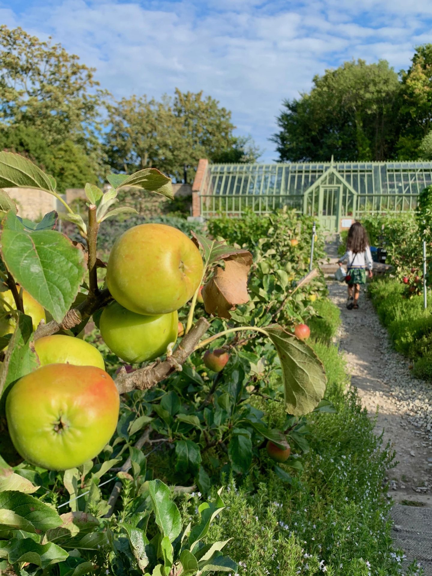 view of apple in kitchen garden with girl walking away from camera towards green greenhouse in background