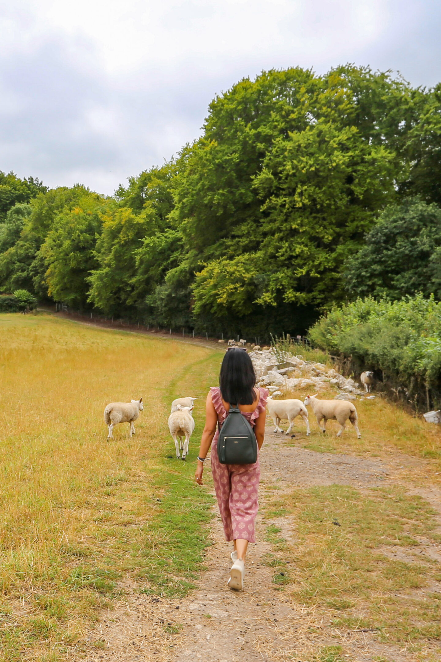 sima walking along a field wearing a black backpack behind sheep