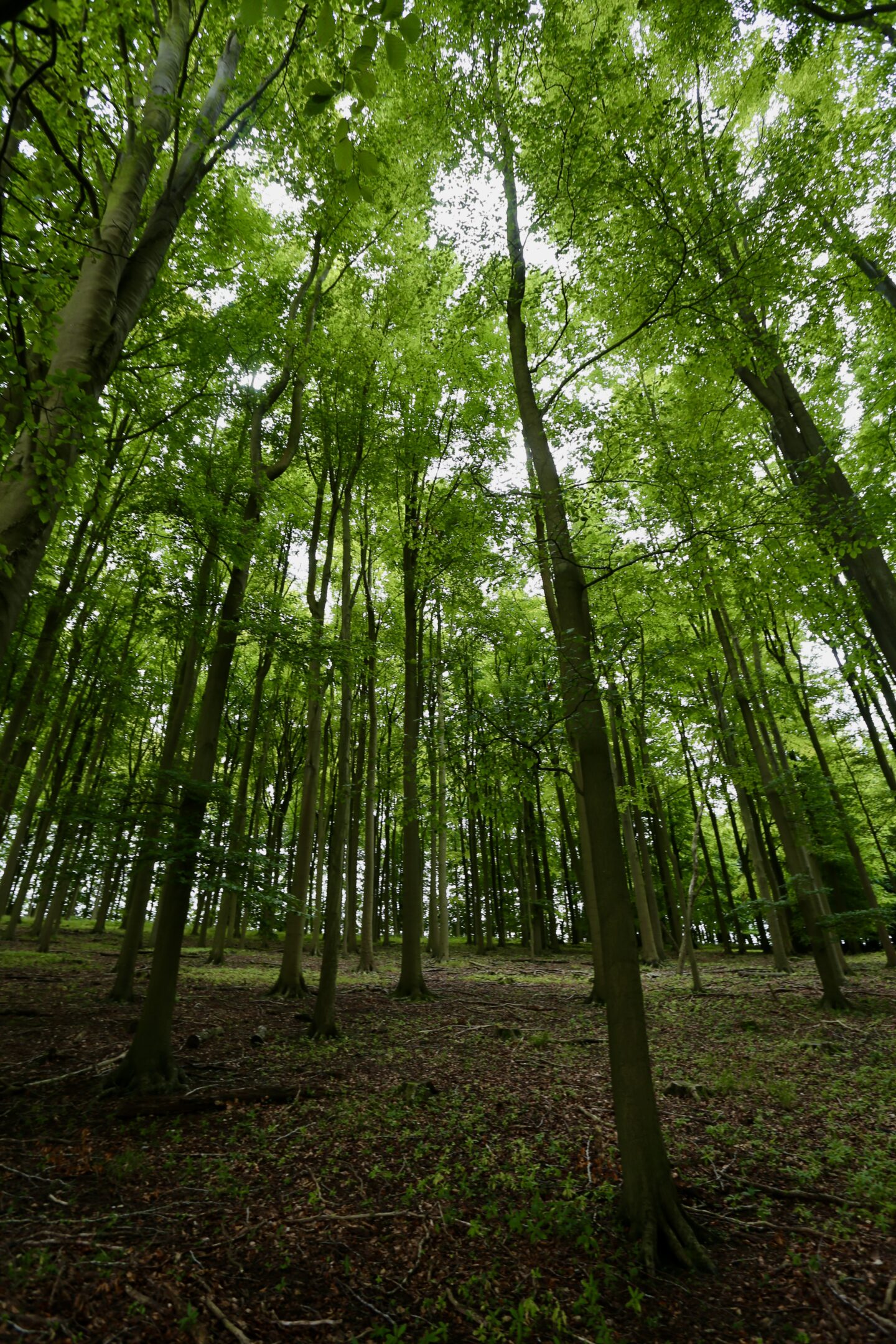 view looking up at the trees in the forest of the Chilterns