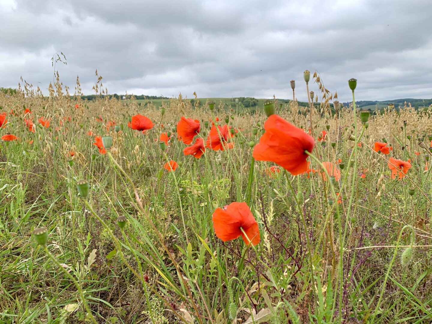 view off poppies on a field