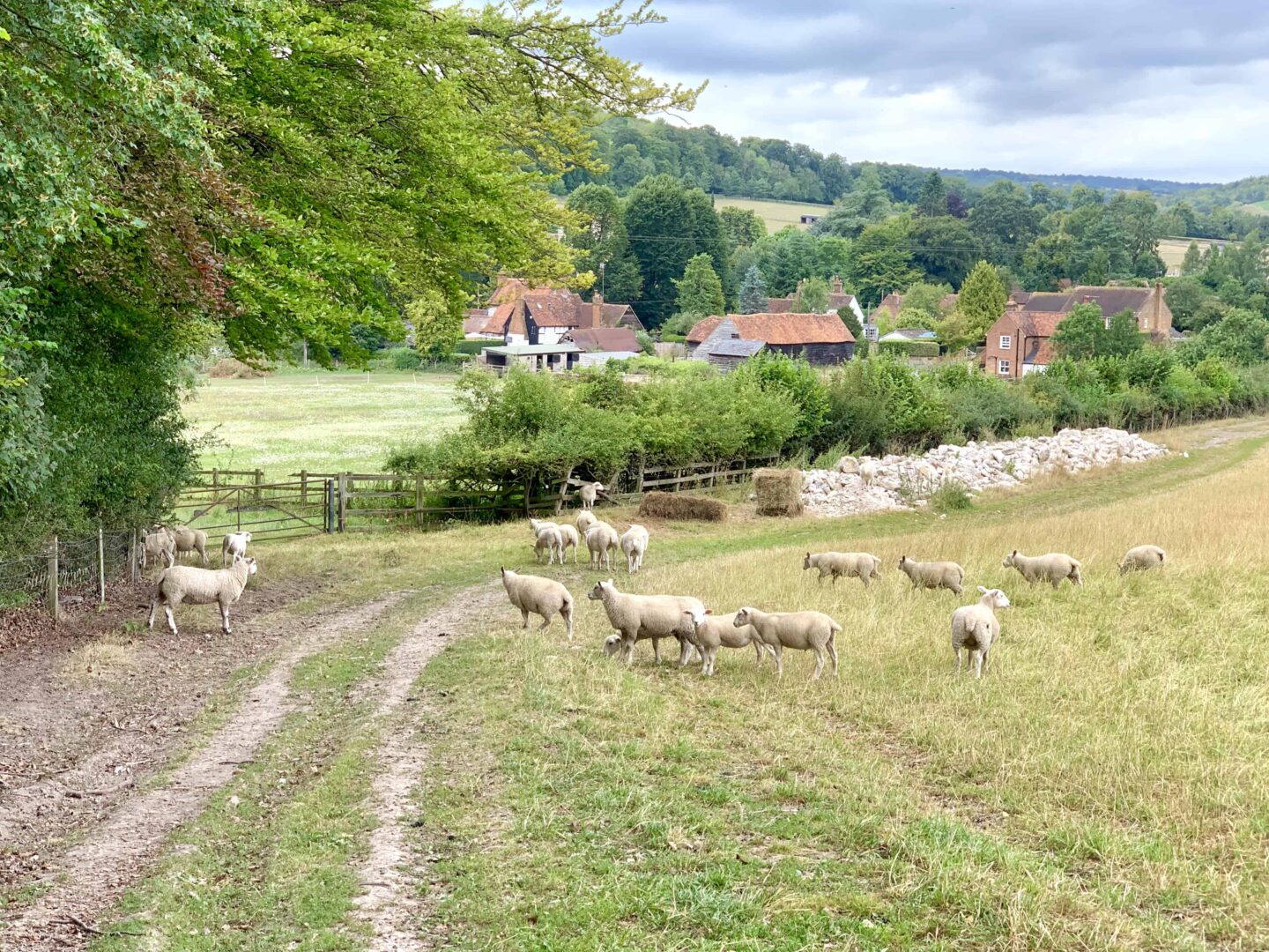 view of sheep on a field looking towards houses in a small village