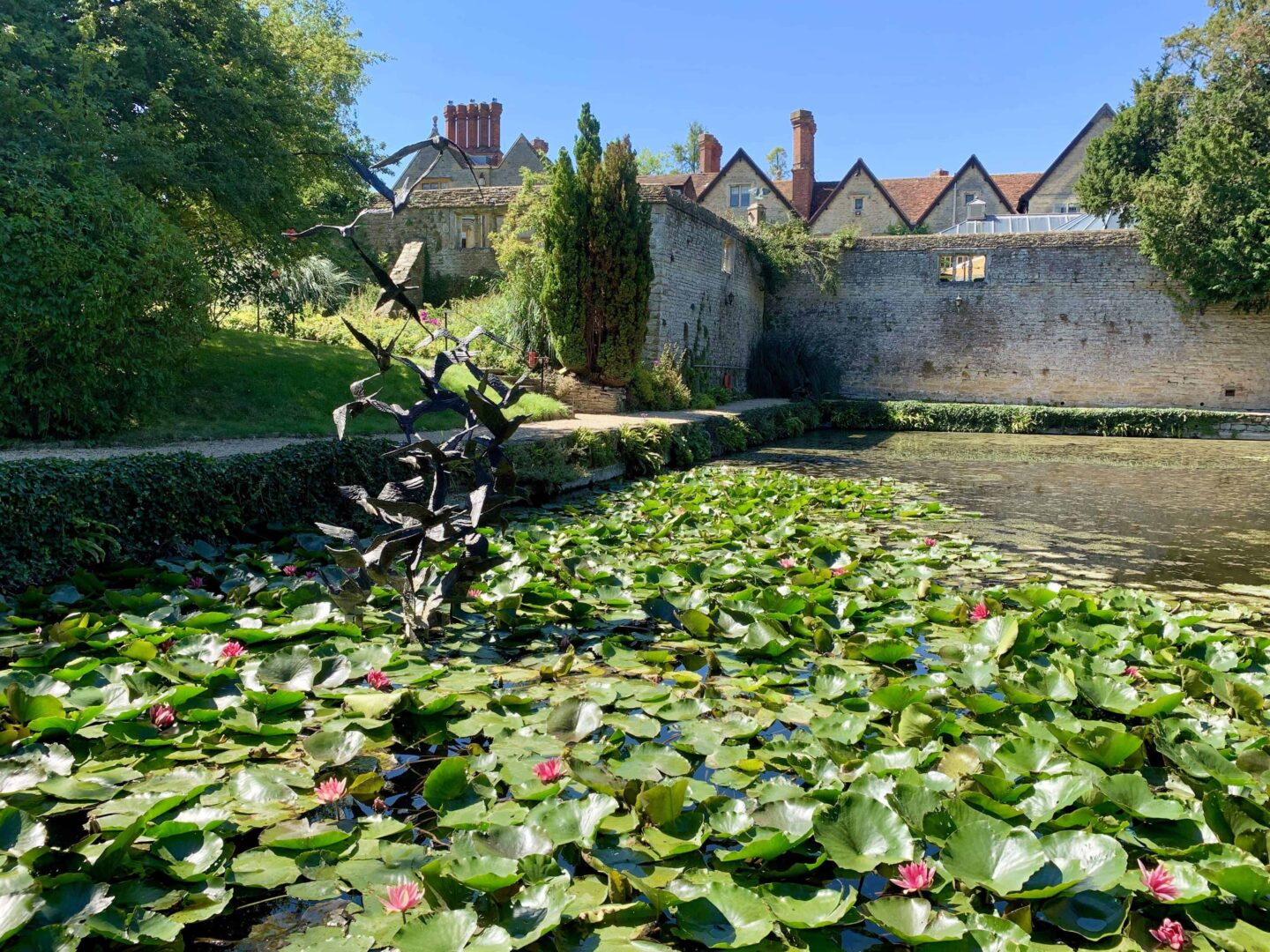 view of the lillys on a water pond in the grounds