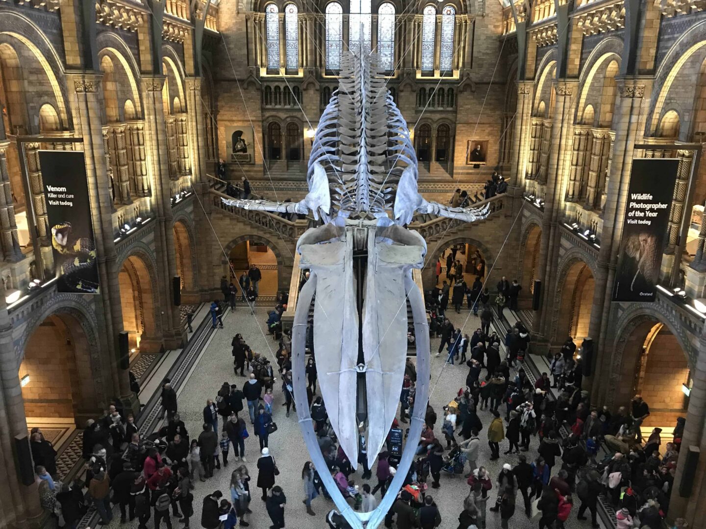 view of inside the national history museum and a whale skeleton