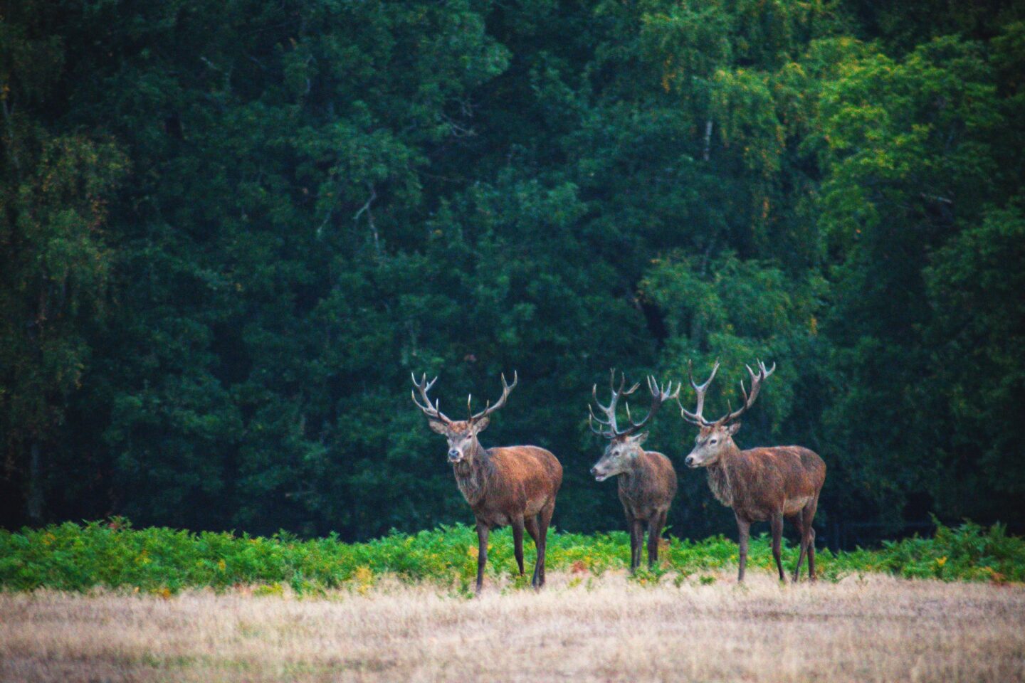 deer in a park/on a field