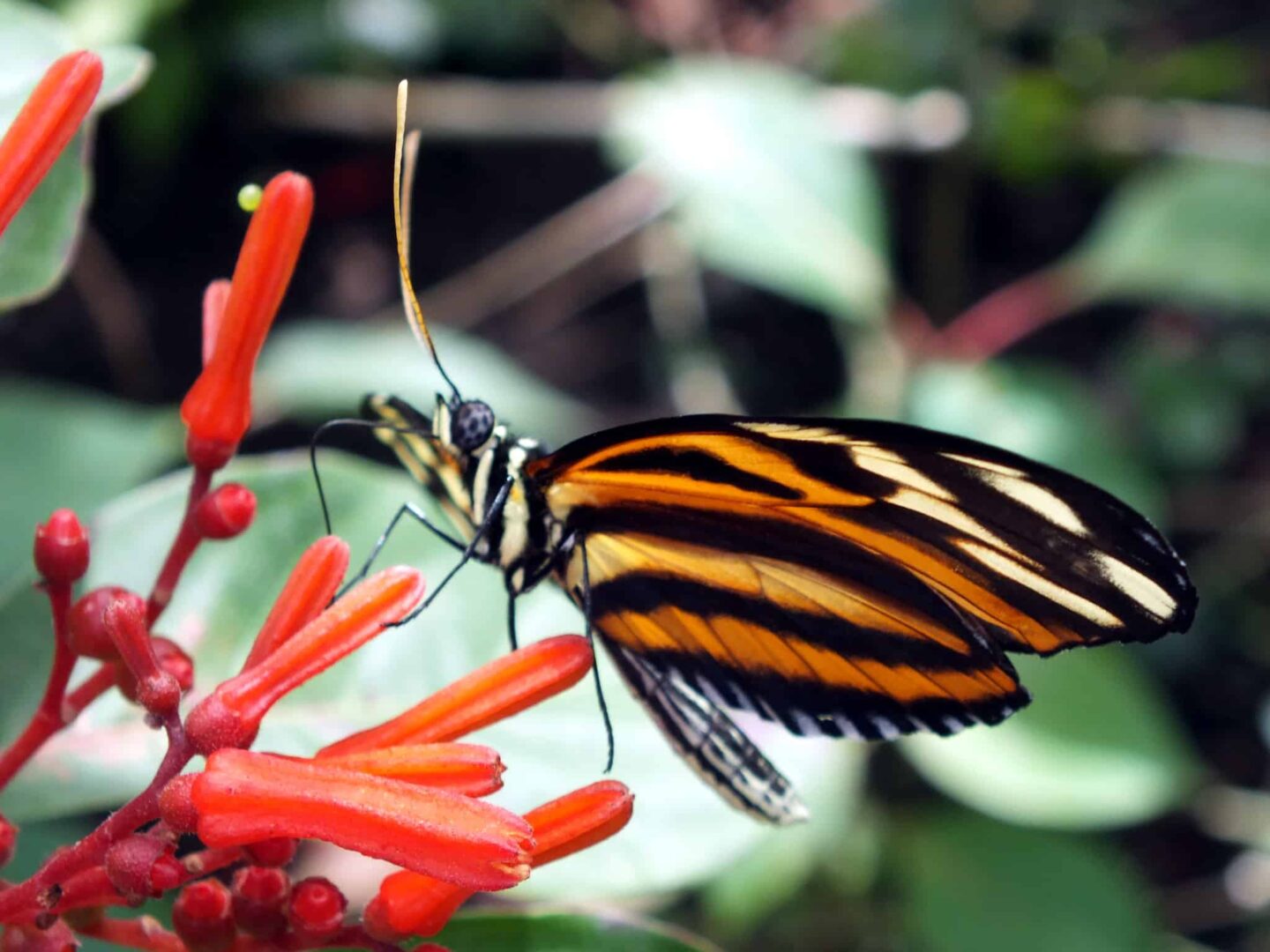 Closeup of a butterfly on a flower in the Butterfly Farm in Stratford-Upon-Avon