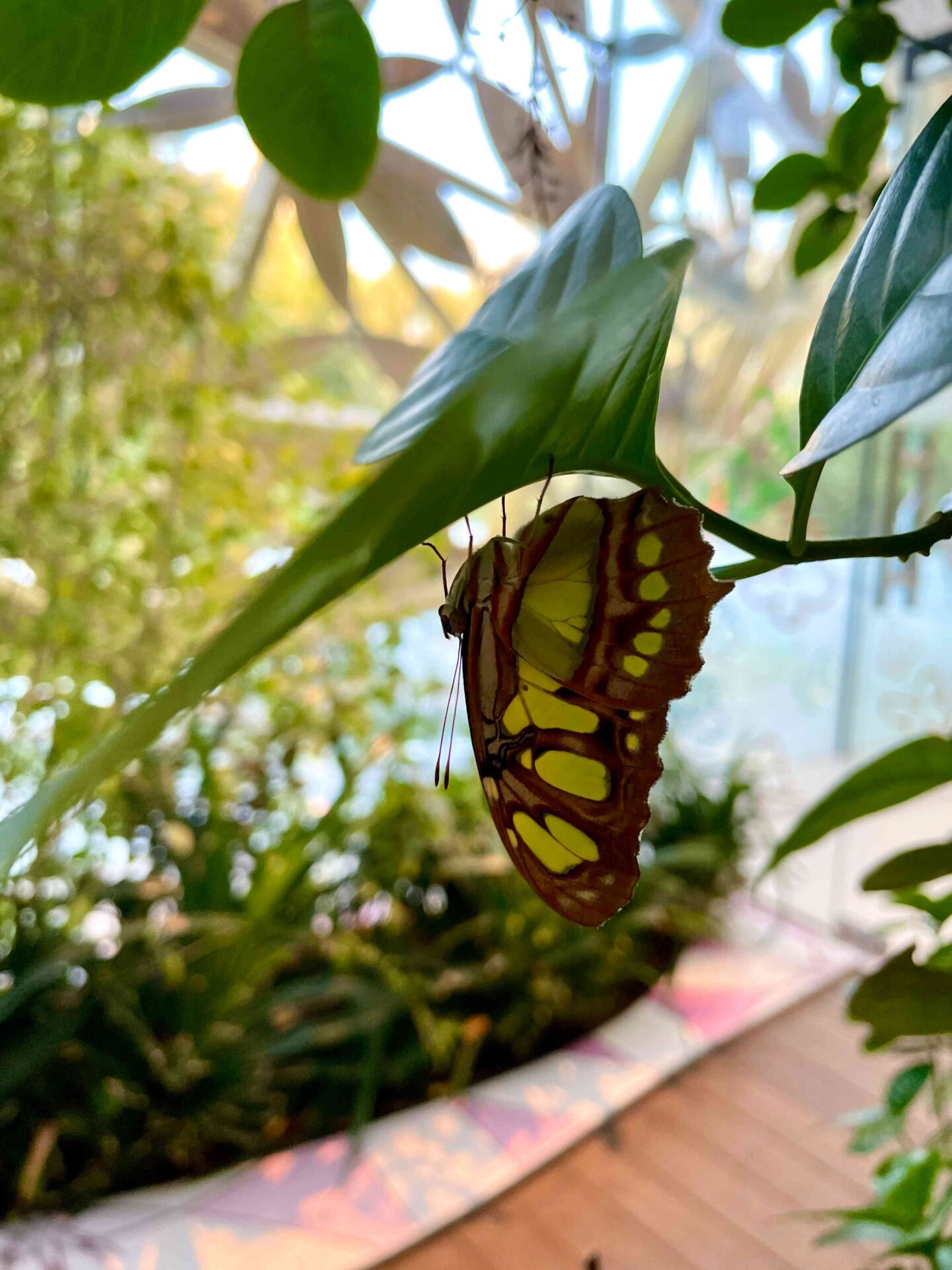 Best Things to do in Sharjah - Al Noor Island and The Butterfly House