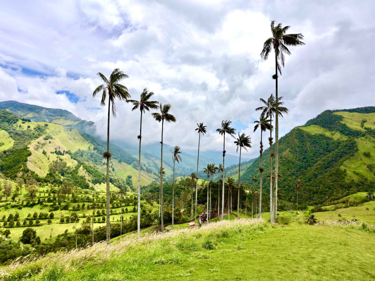 Cocora Valley in Armenia, Colombia