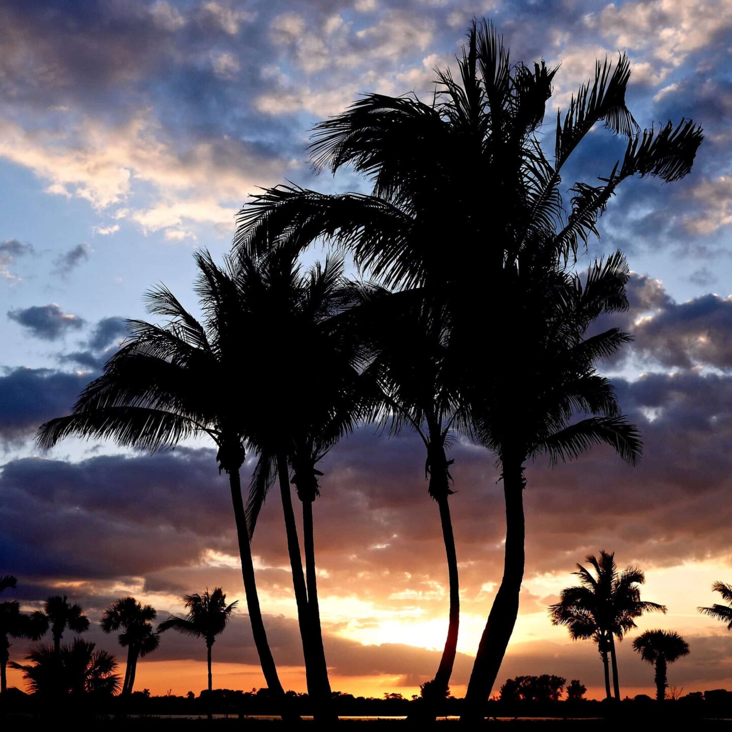 Palm trees backed by a sunset